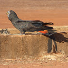 Red-tailed Black Cockatoo (male)