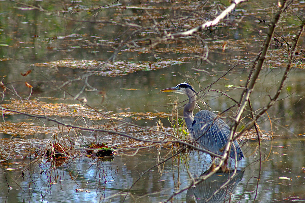 Great Blue Heron