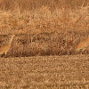 Sandhill Cranes