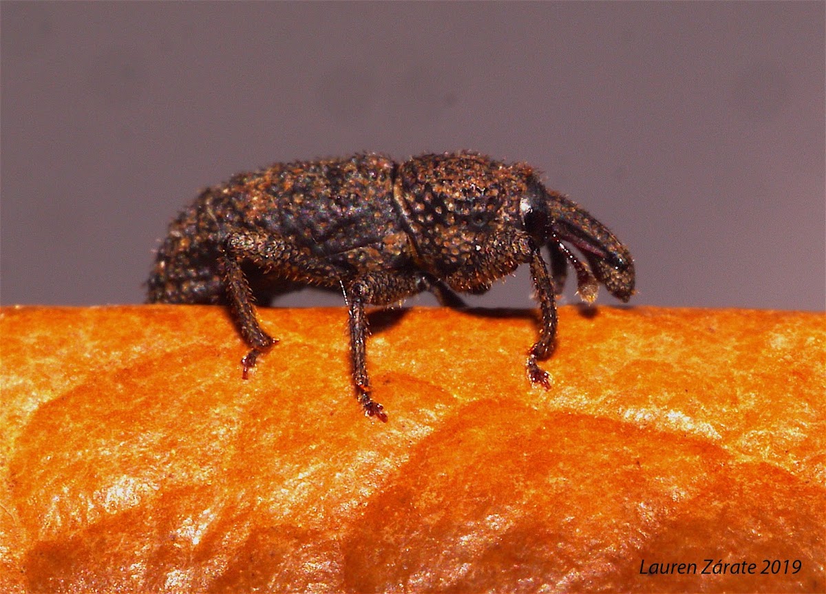 Weevil