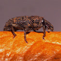 Weevil