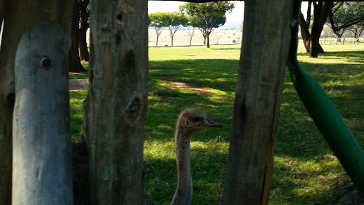 Lion Park South Africa 2015