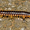 Flat-Backed Millipede