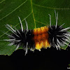 Spotted Tussock Moth Larva