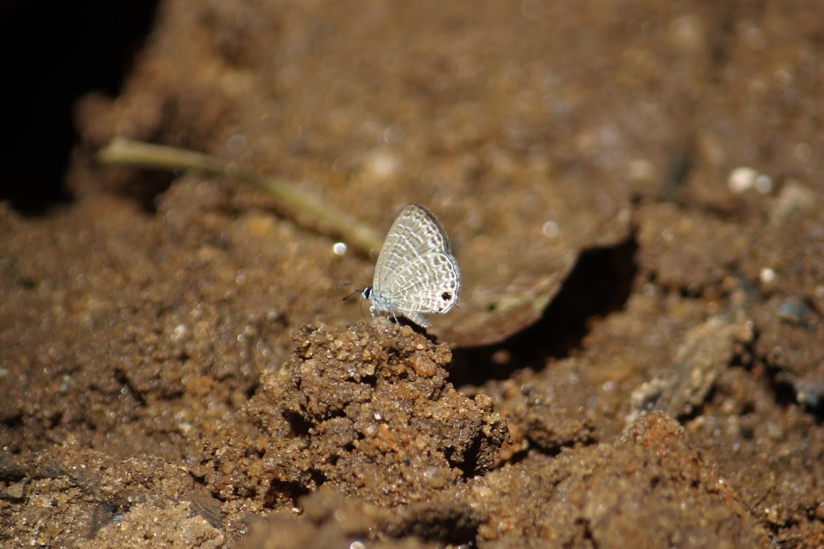 Sri Lankan Pale Six Lineblue