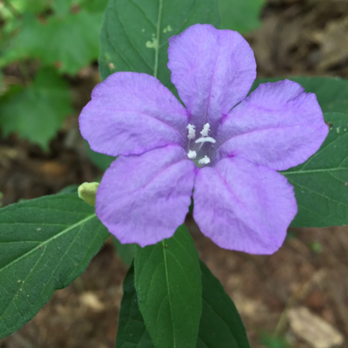 Carolina Wild Petunia