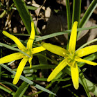 The yellow star-of-Bethlehem