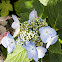 Hydrangea