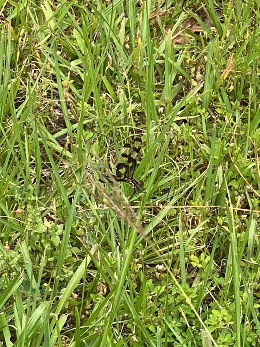 Common whitetail dragonfly