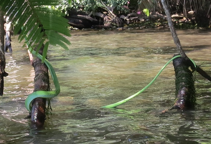 Green vine snake