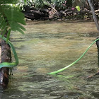 Green vine snake