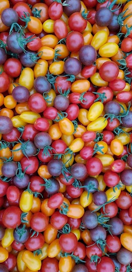 Color Tomatoes