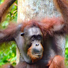 Orangutan