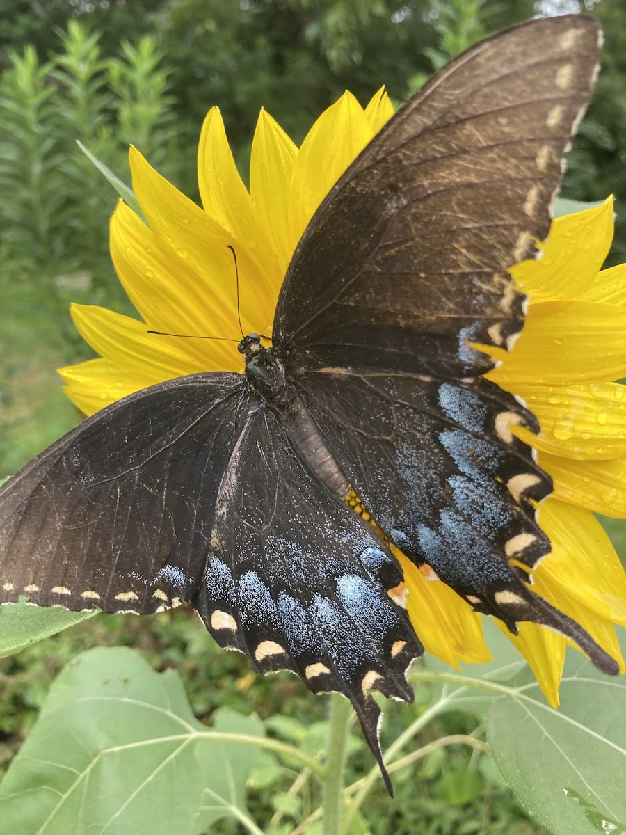 Eastern Tiger Swallowtail