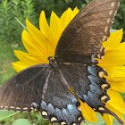 Eastern Tiger Swallowtail