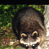 Northern Raccoon