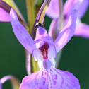 Early purple orchid