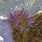 Purple Sea Urchin