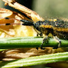 Long-horned Beetle