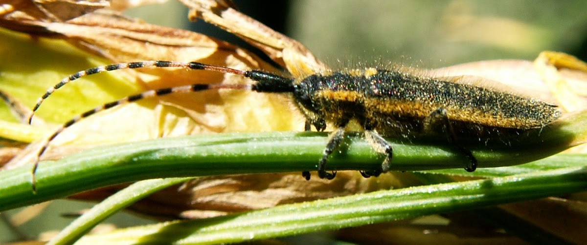 Long-horned Beetle