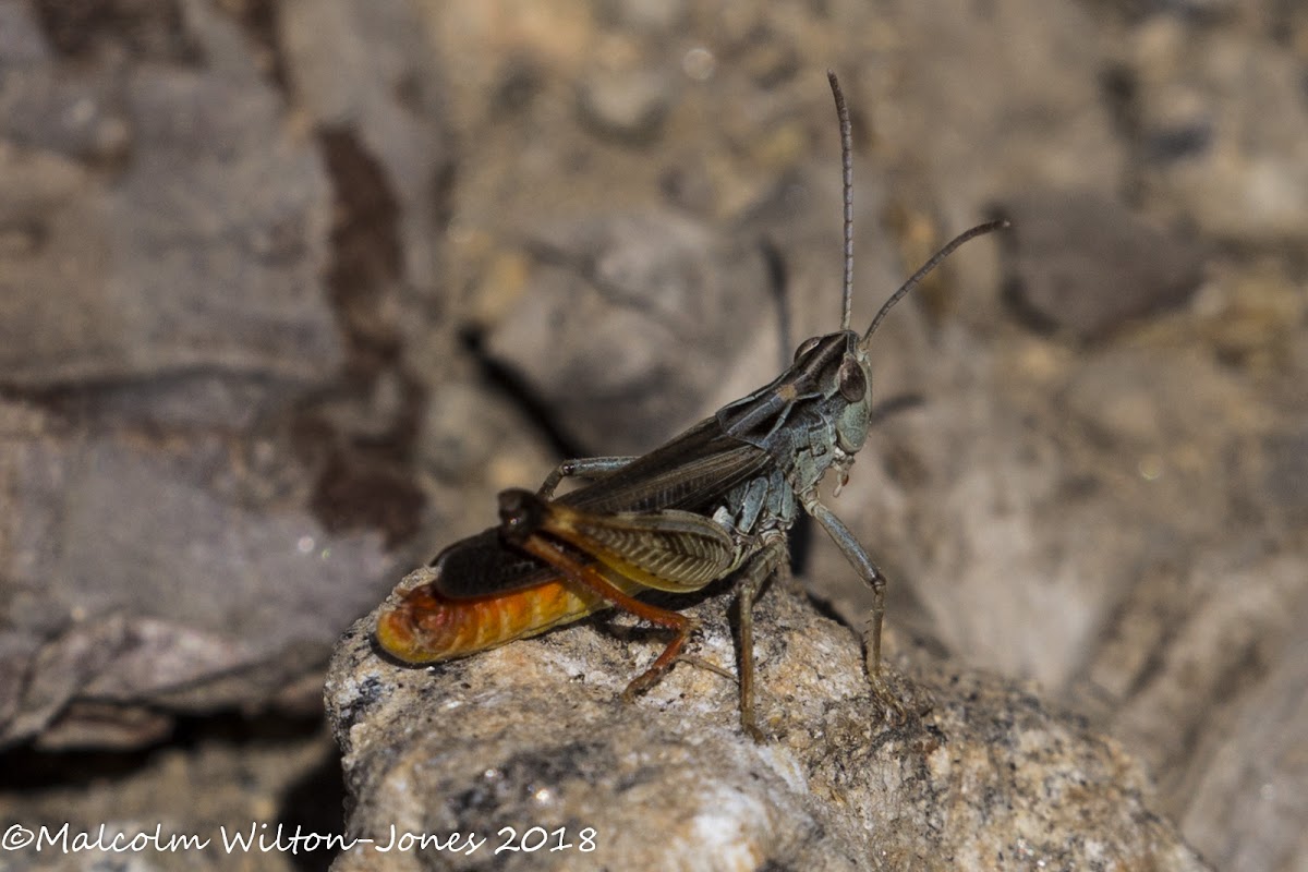 Blue and red Grasshopper