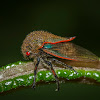 Metcalfiella Treehopper