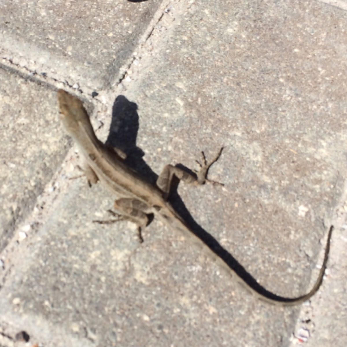 Brown Anole