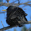 European or common starling