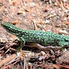 Carpetane Rock Lizard; Lagartija Carpetana