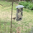 Clay-colored sparrow