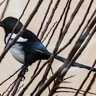 Magpie; Urraca