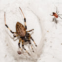 Asian hermit spider