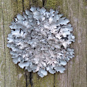 Shield Lichen