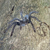 Sulawesi black tarantula