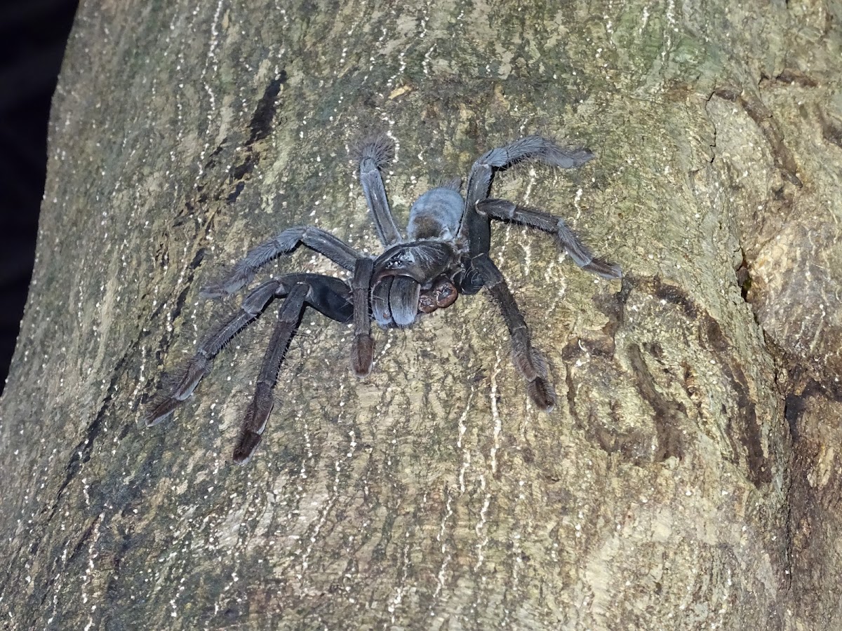 Sulawesi black tarantula