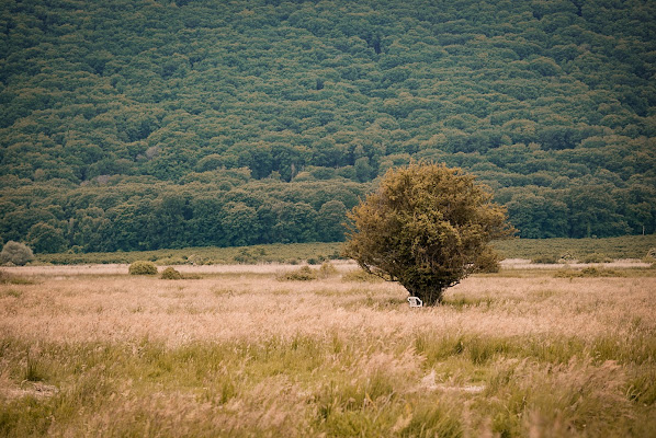 Empty chair di laura_chiossi