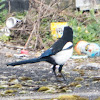 Magpie