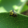 Mottled Tortoise Beetle