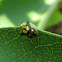 Mottled Tortoise Beetle