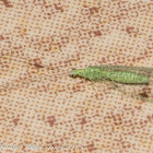 Green Lacewing