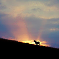 Furia... il cavallo del west di 