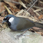 Black-throated Laughingthrush