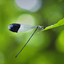 Helicopter Damselfly