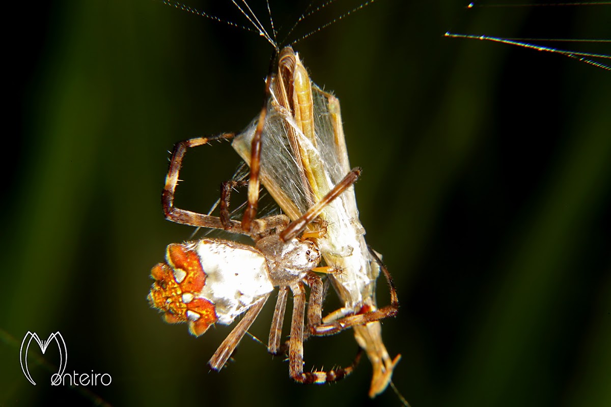 Silverback spider with prey