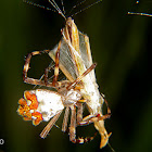 Silverback spider with prey