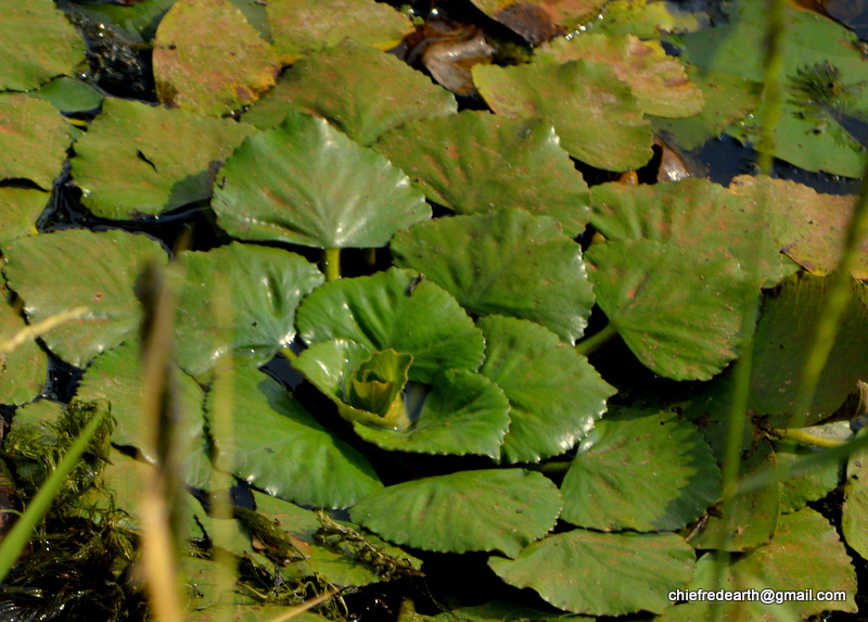 water caltrop