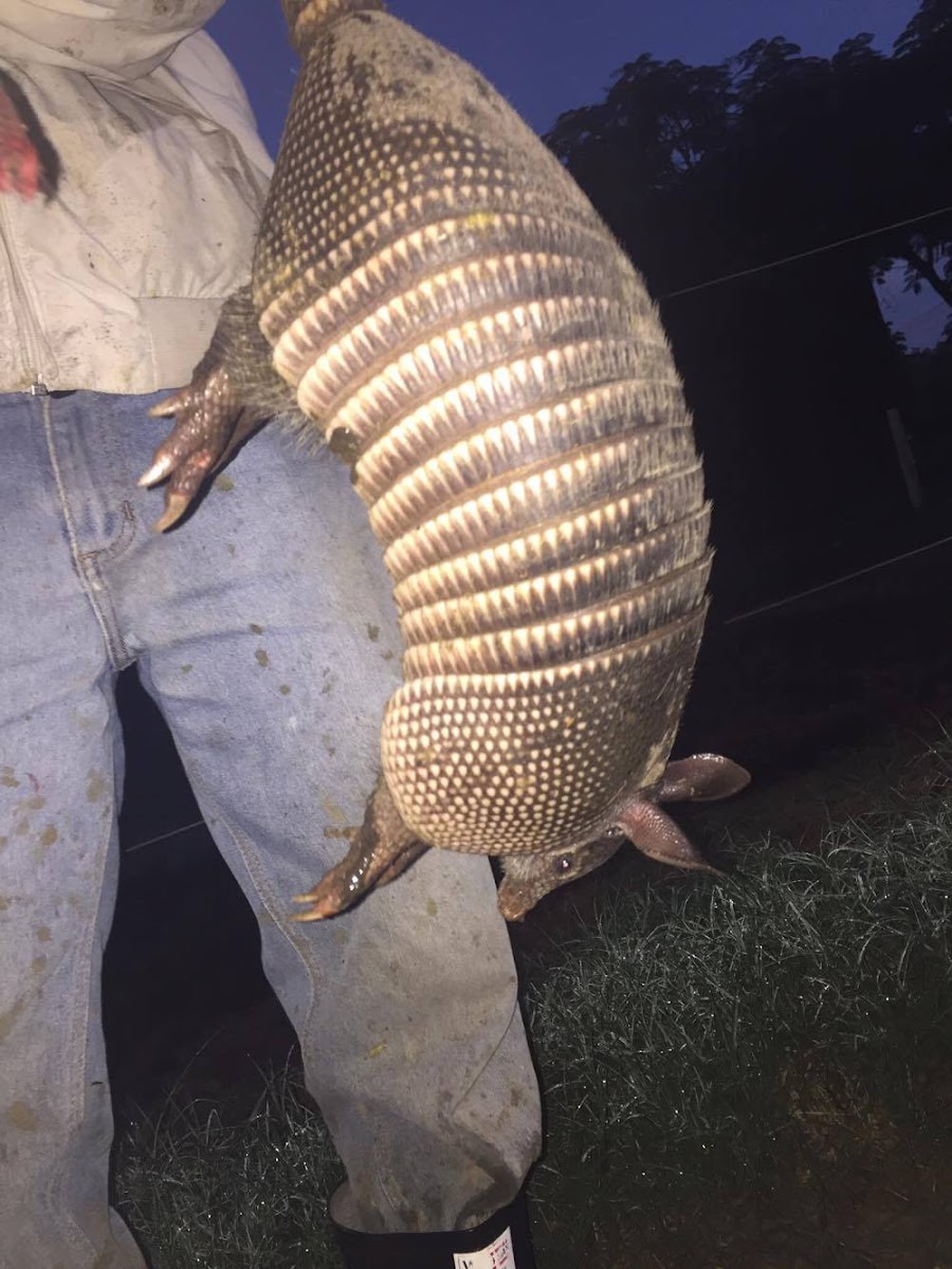 Armadillo