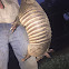 Armadillo