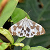 Marbled White Moth