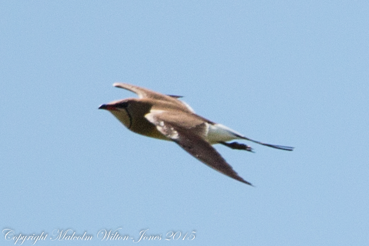 Collared Pratincole; Canastera